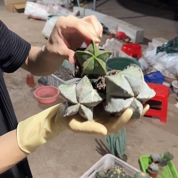 一行园艺【2颗小号白沙+1颗普通】