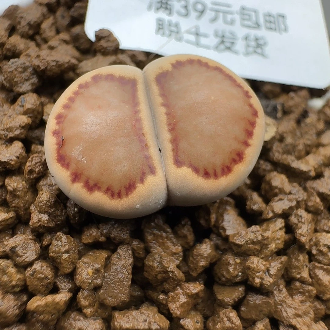 153多肉哈哈哈哈哈哈哈