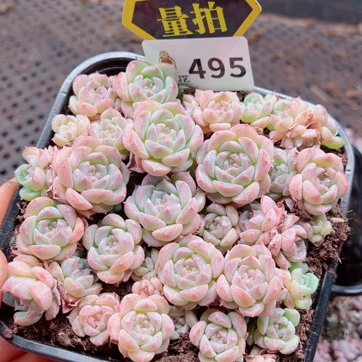 多肉植物多肉植物