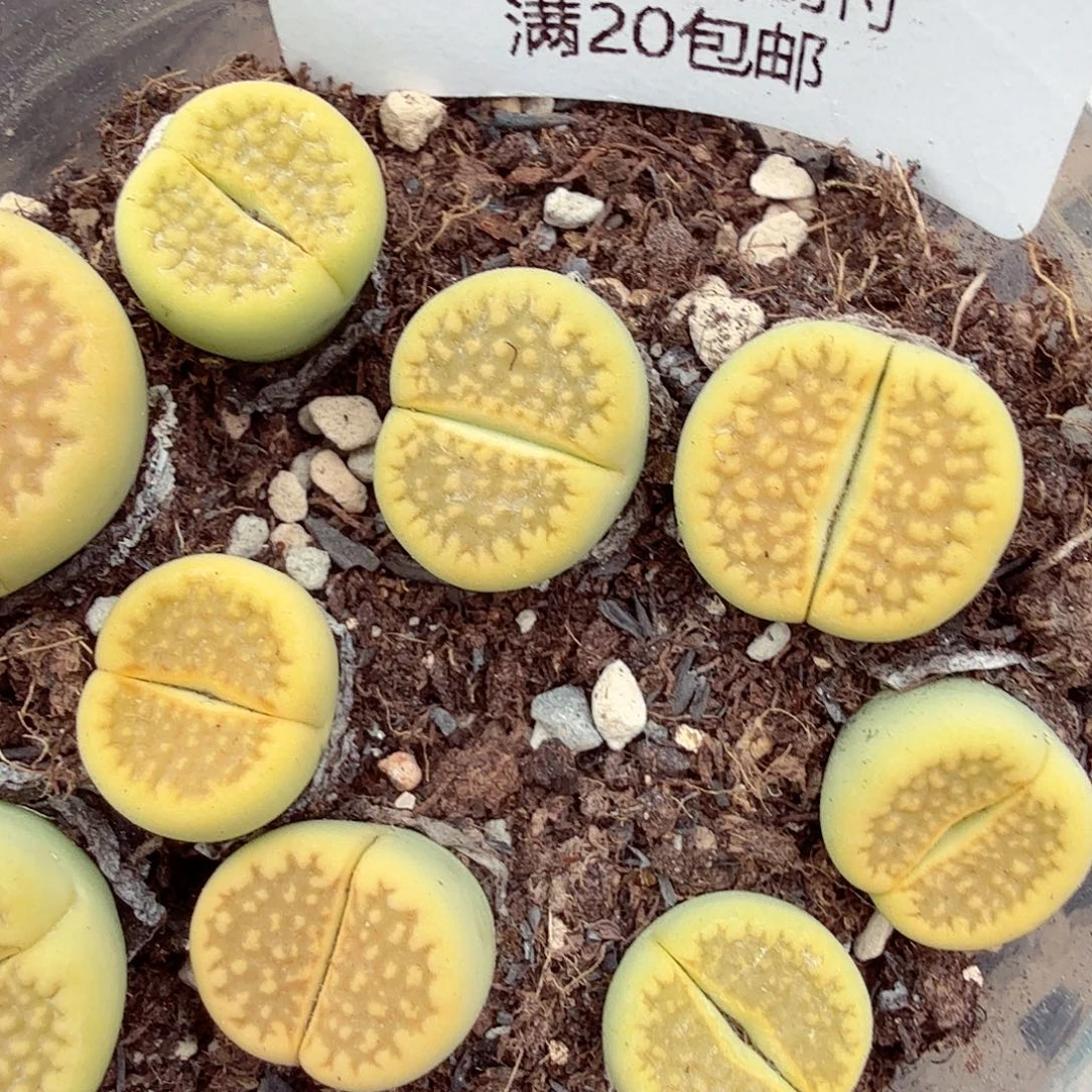 哈哈哈笑吐啊救命我029是