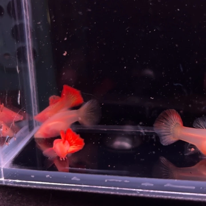 孔雀鱼红龙白子玻璃猫2对