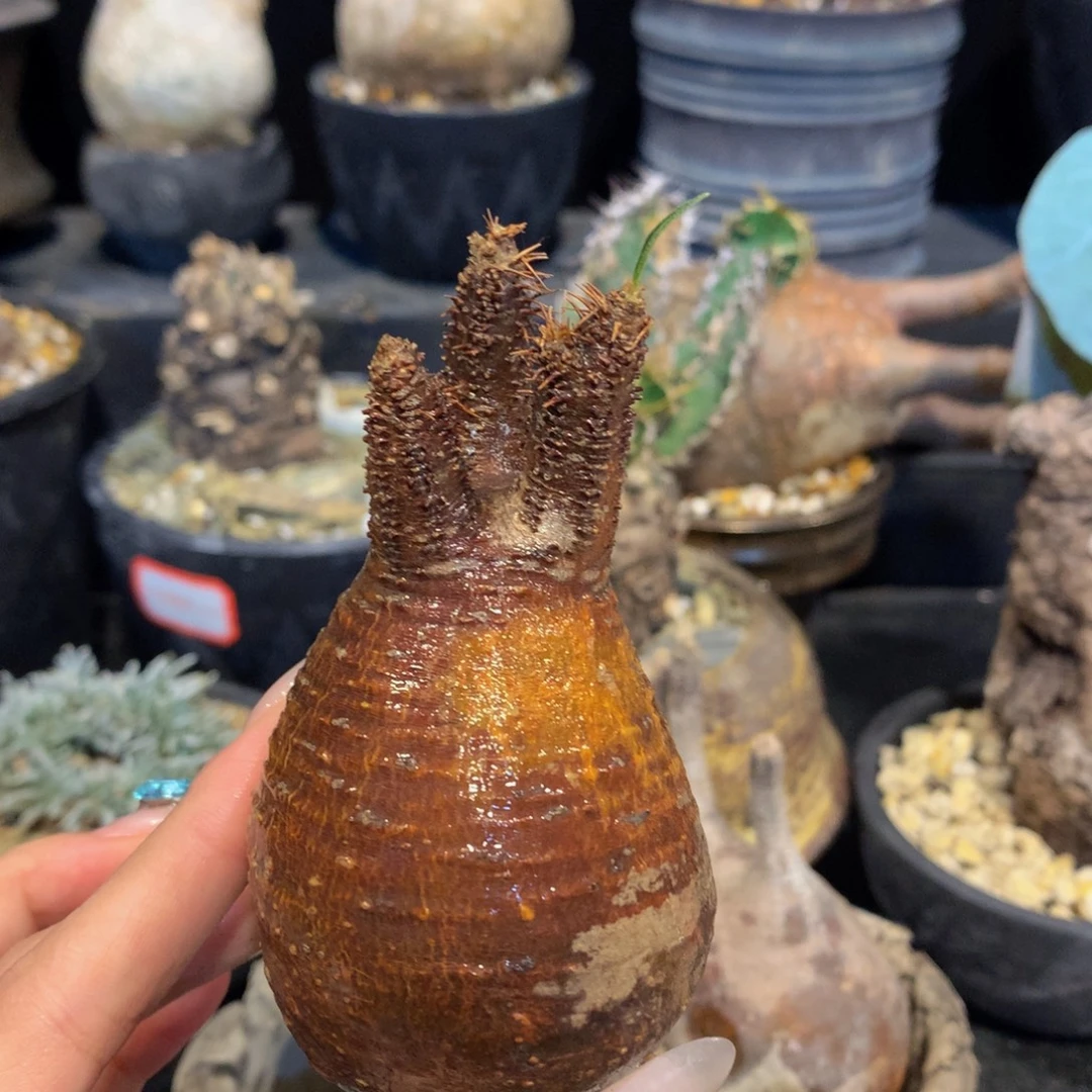 象牙宫生桩植物特性售出概不替换