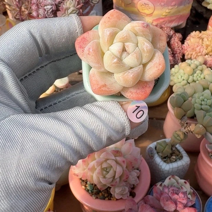 10 多肉含盆土 满30元包 除偏远