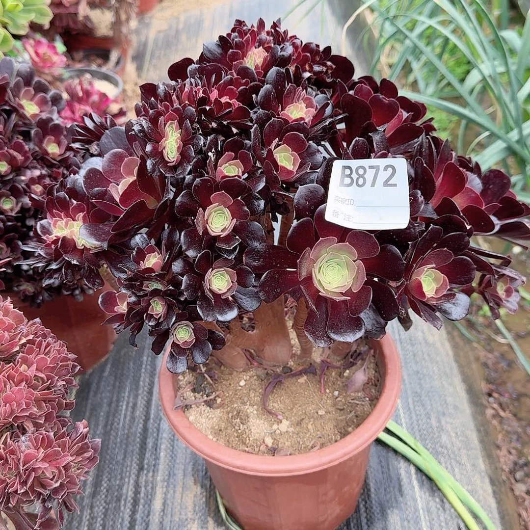 872欧紫朵朵一颗