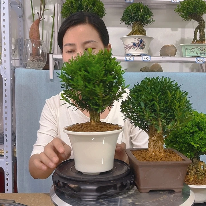 ****哥无花朵黄杨一树一拍盆景