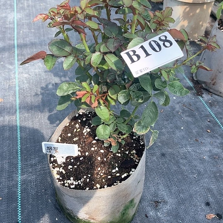 当前无花朵，栽培后可花朵烟罗B 108号