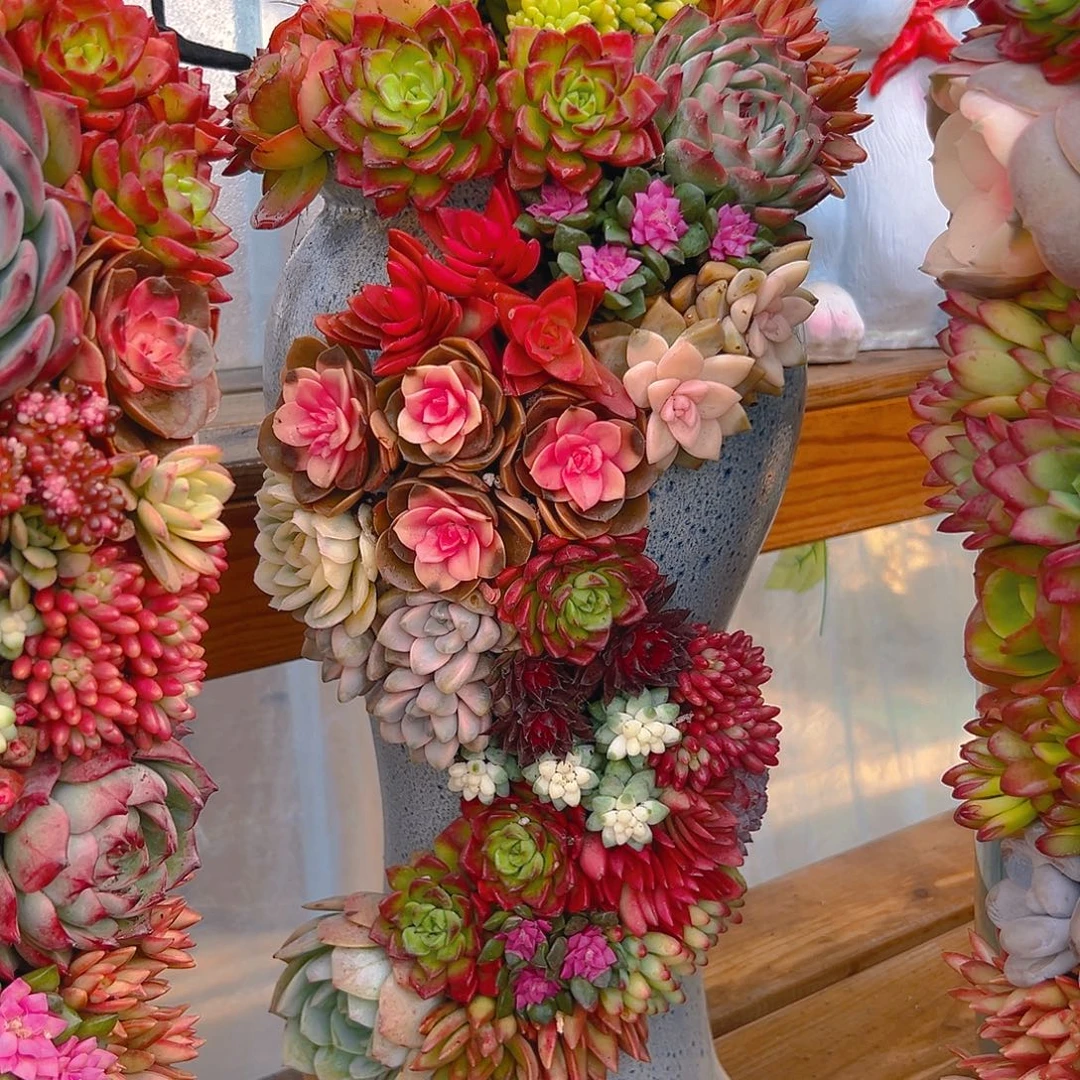 119龙凤花园多肉组合馆陶