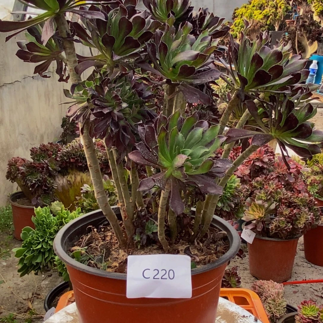 黑法师c220所见即所得