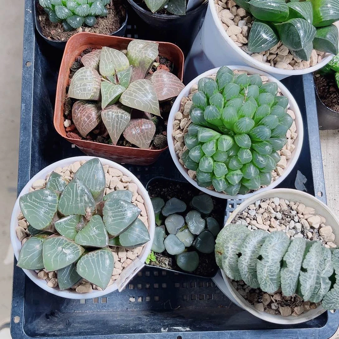雨儿专属套餐新手好养