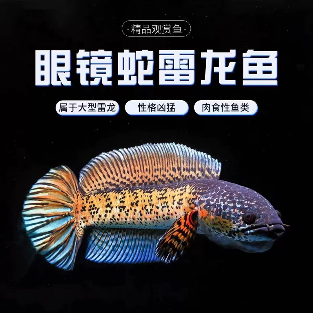 雷龙鱼 直播间专拍 私自拍发鱼卡一张