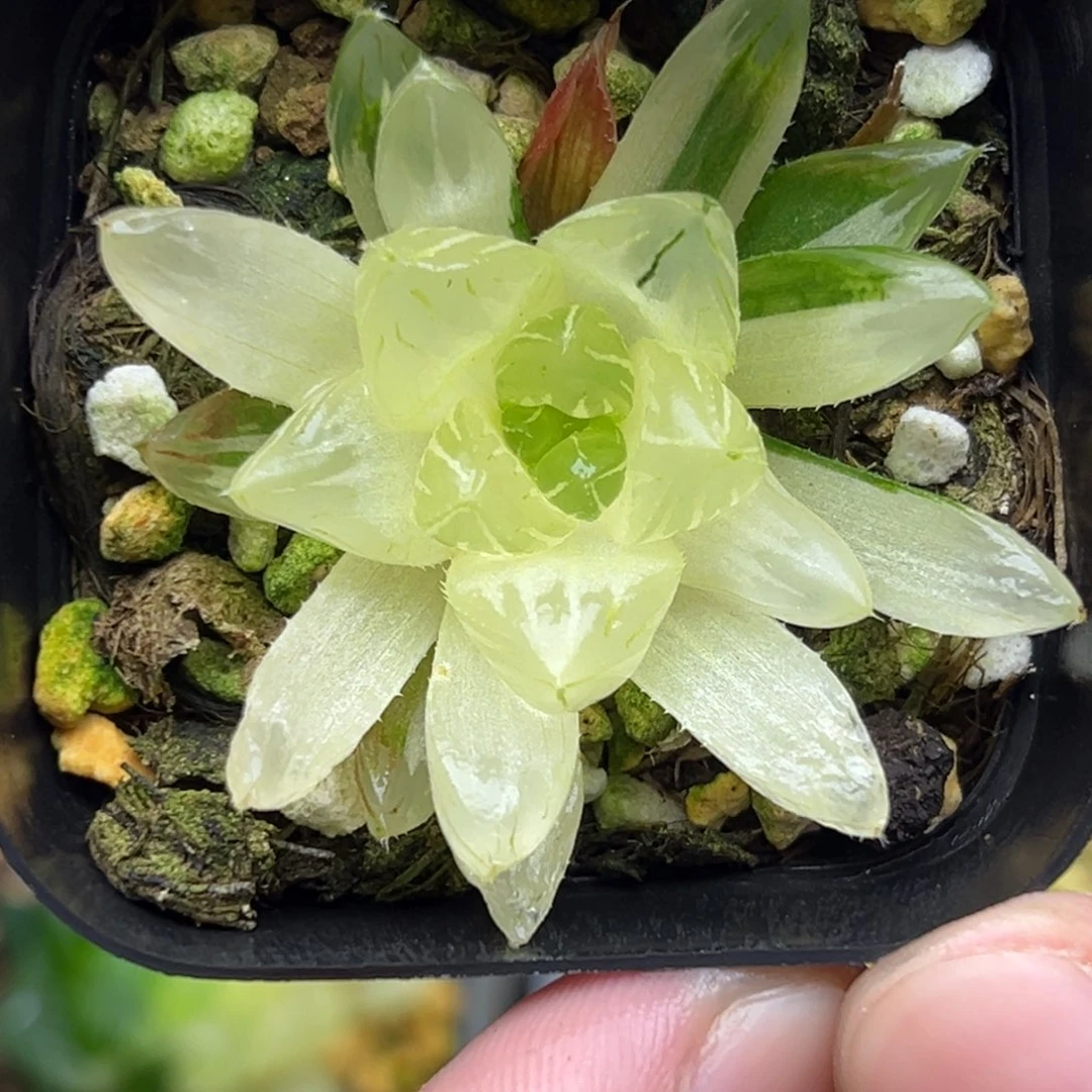 53龙爪玉露锦。。。。。。