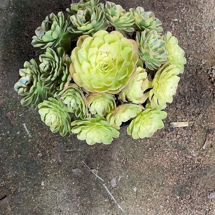 多肉植物雨荷锦……