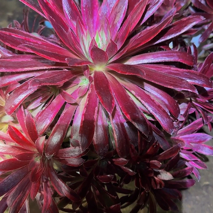 精品孔雀锦，惊鸿仙子老桩特价福利