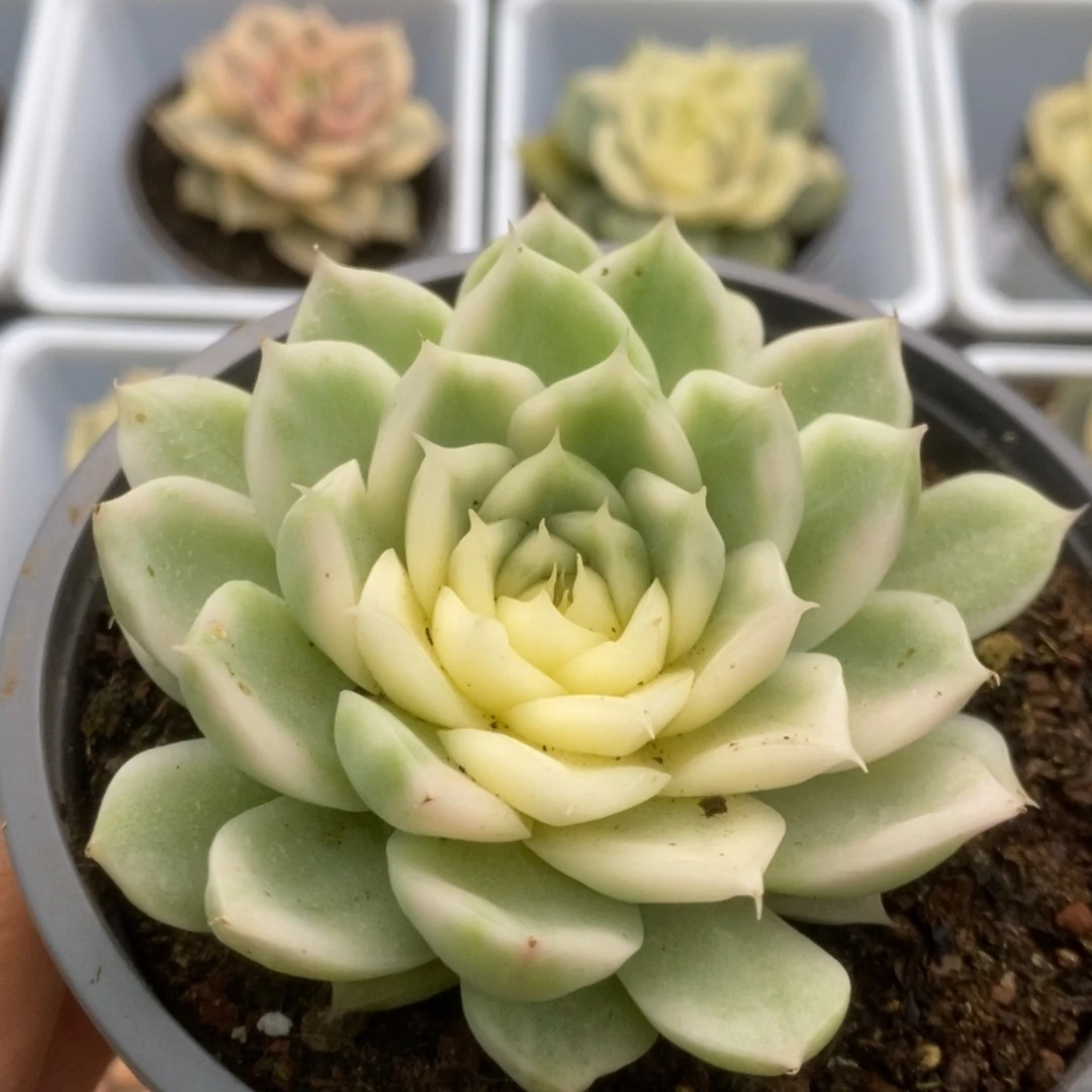 601白瓷麦秆锦锦锦锦锦锦锦