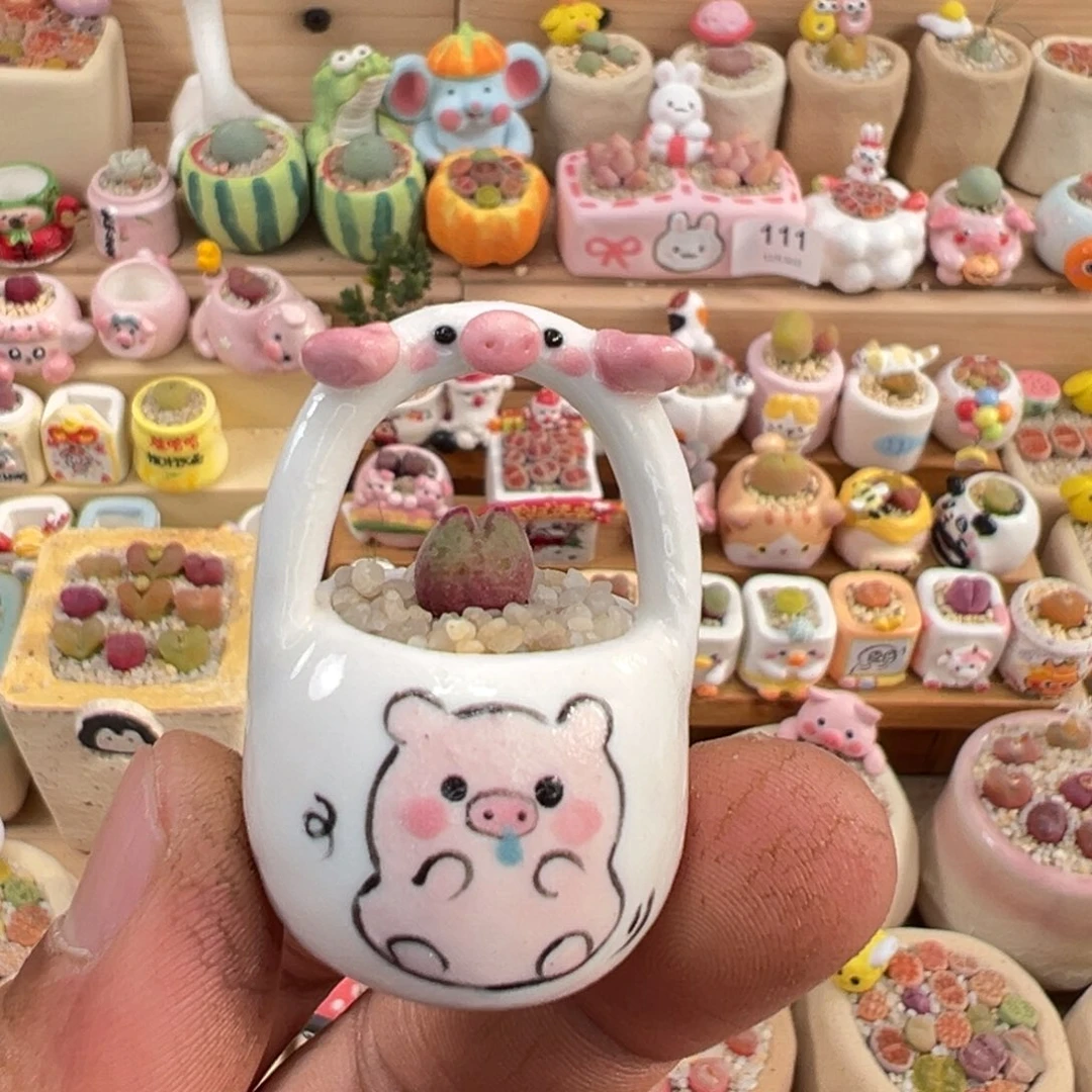 多肉植物12号猪蹄带盆