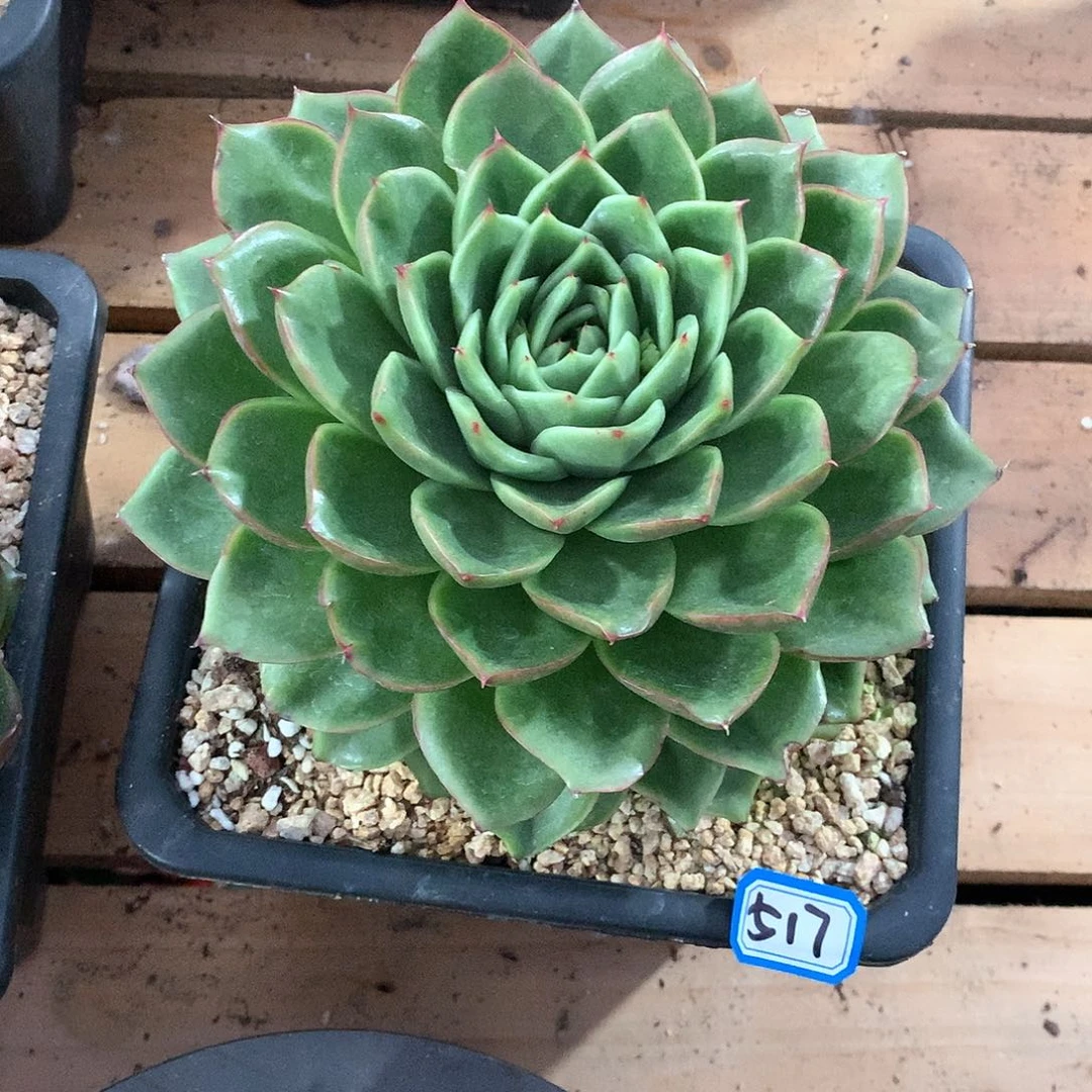 517杂一物一拍多肉