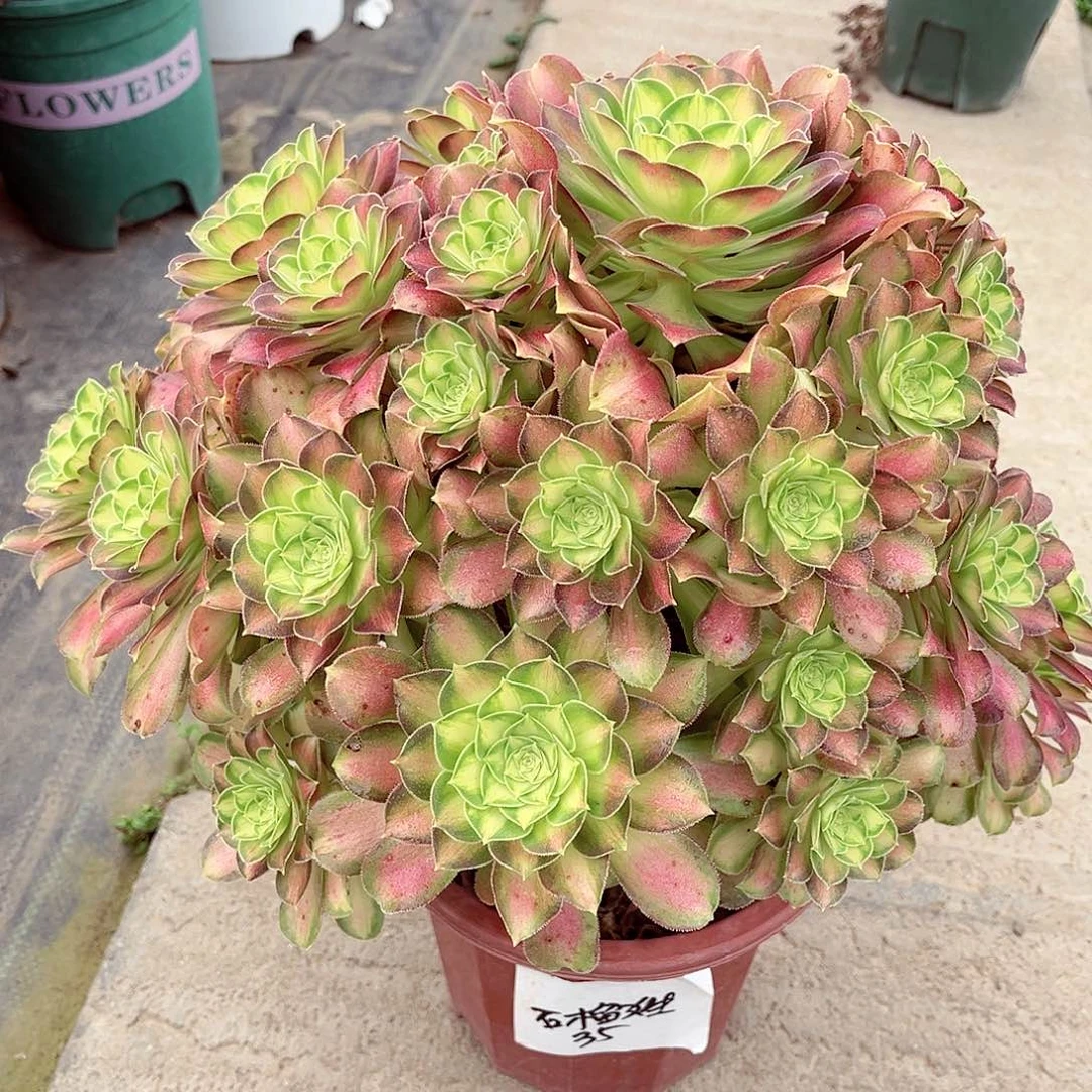 法师多肉漂亮漂亮