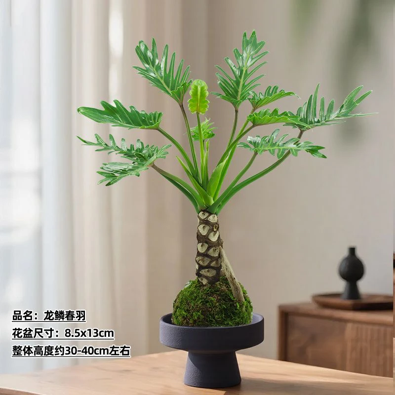 龙鳞小天使苔藓球风网红观叶绿植室内办公室窗台盆栽植物四季常青