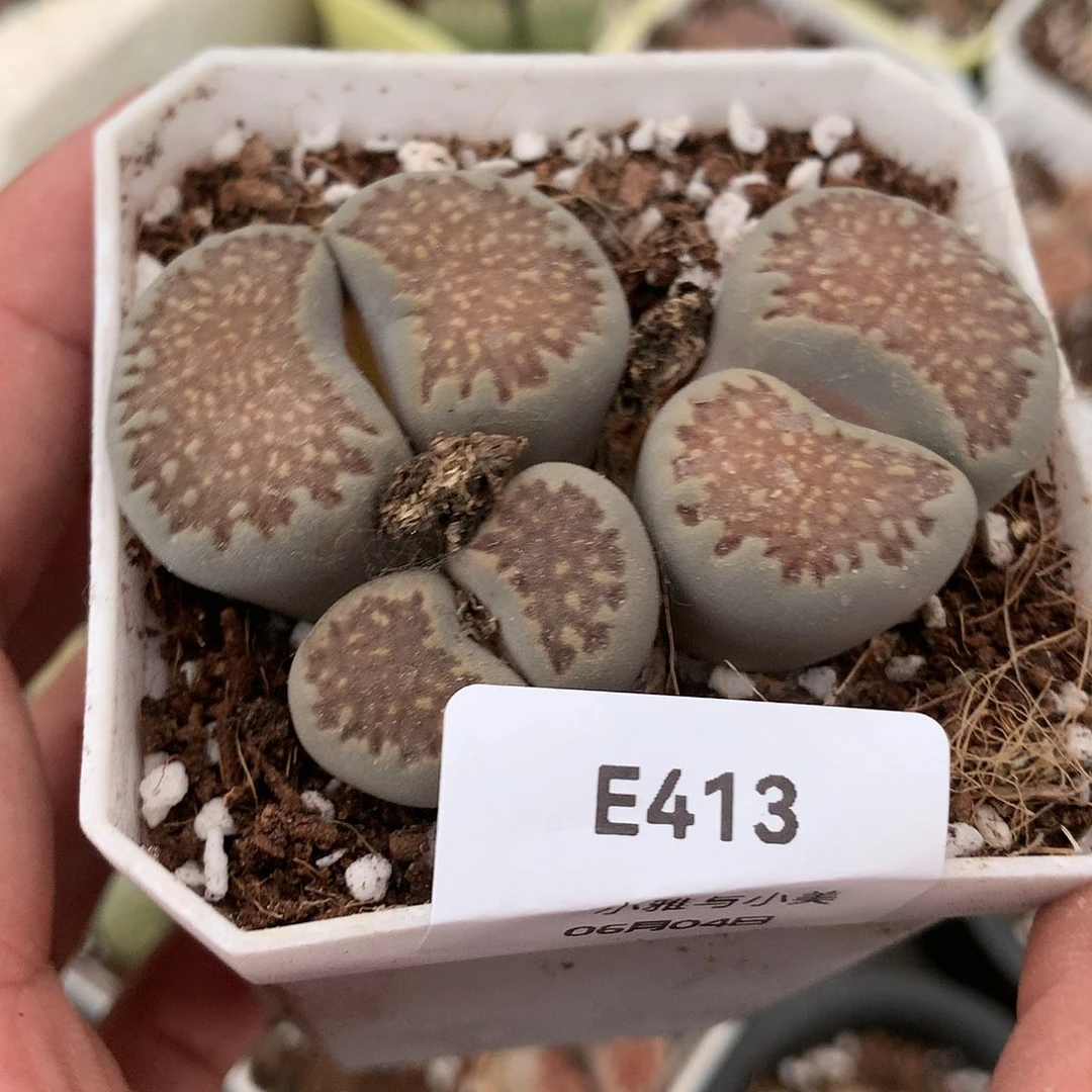 E413多肉植物保护