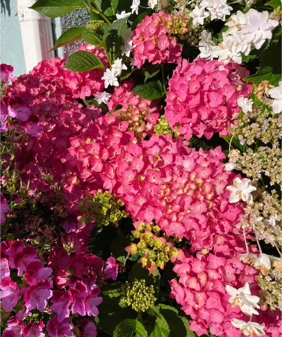 【袭夏】1加仑红色无尽夏绣球