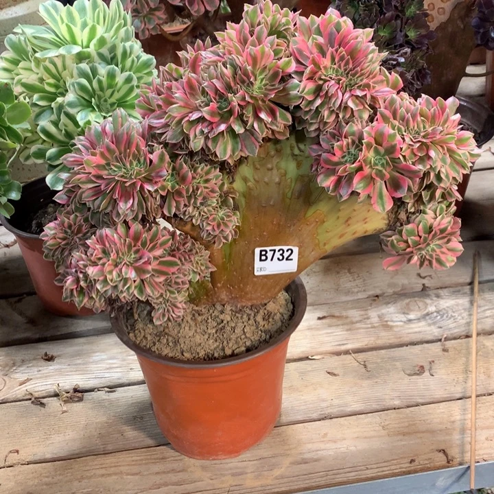 732粉女巫缀多肉法师