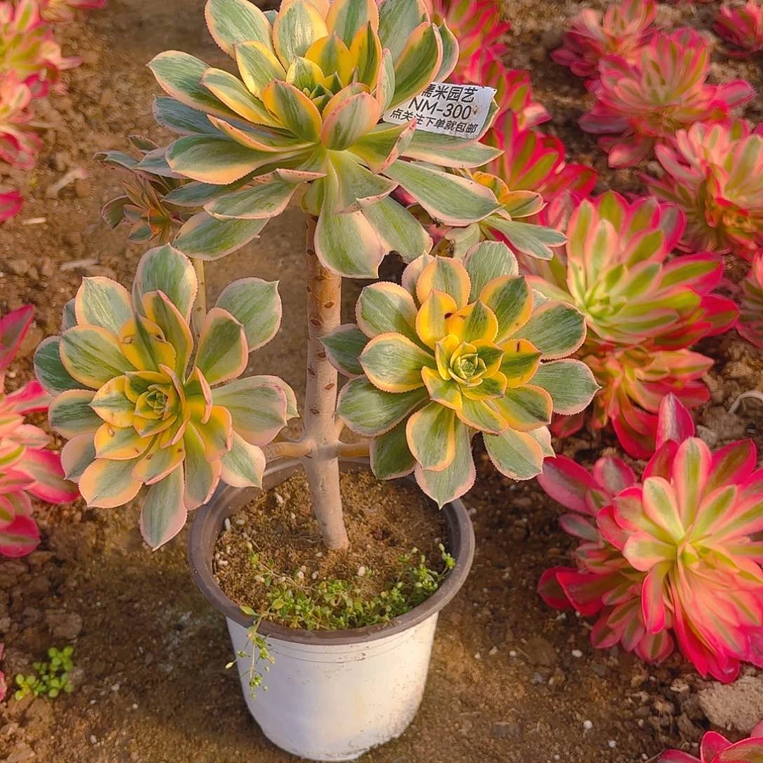 灿烂多肉植物300
