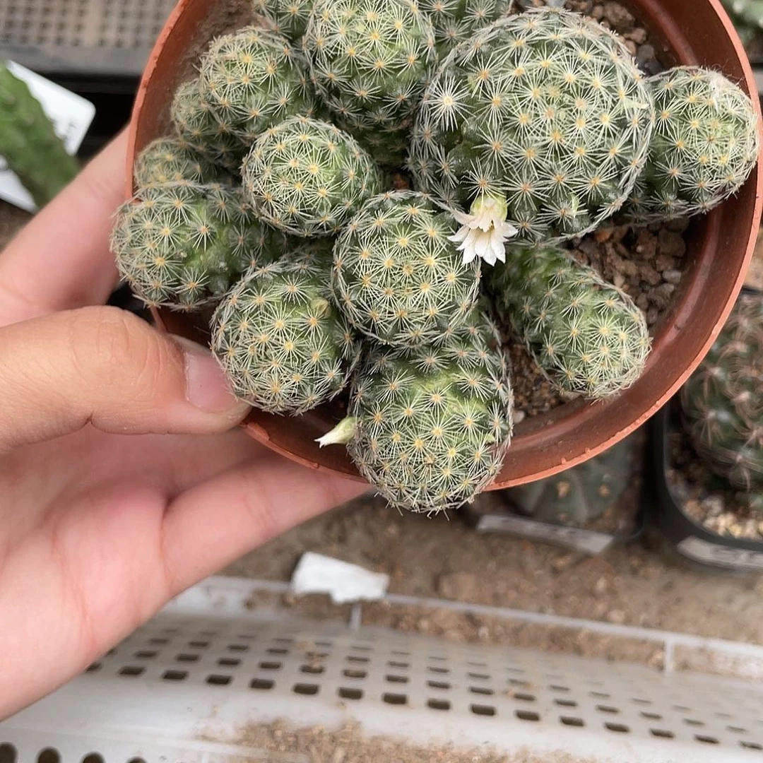 622吉赛儿（满18元包邮）