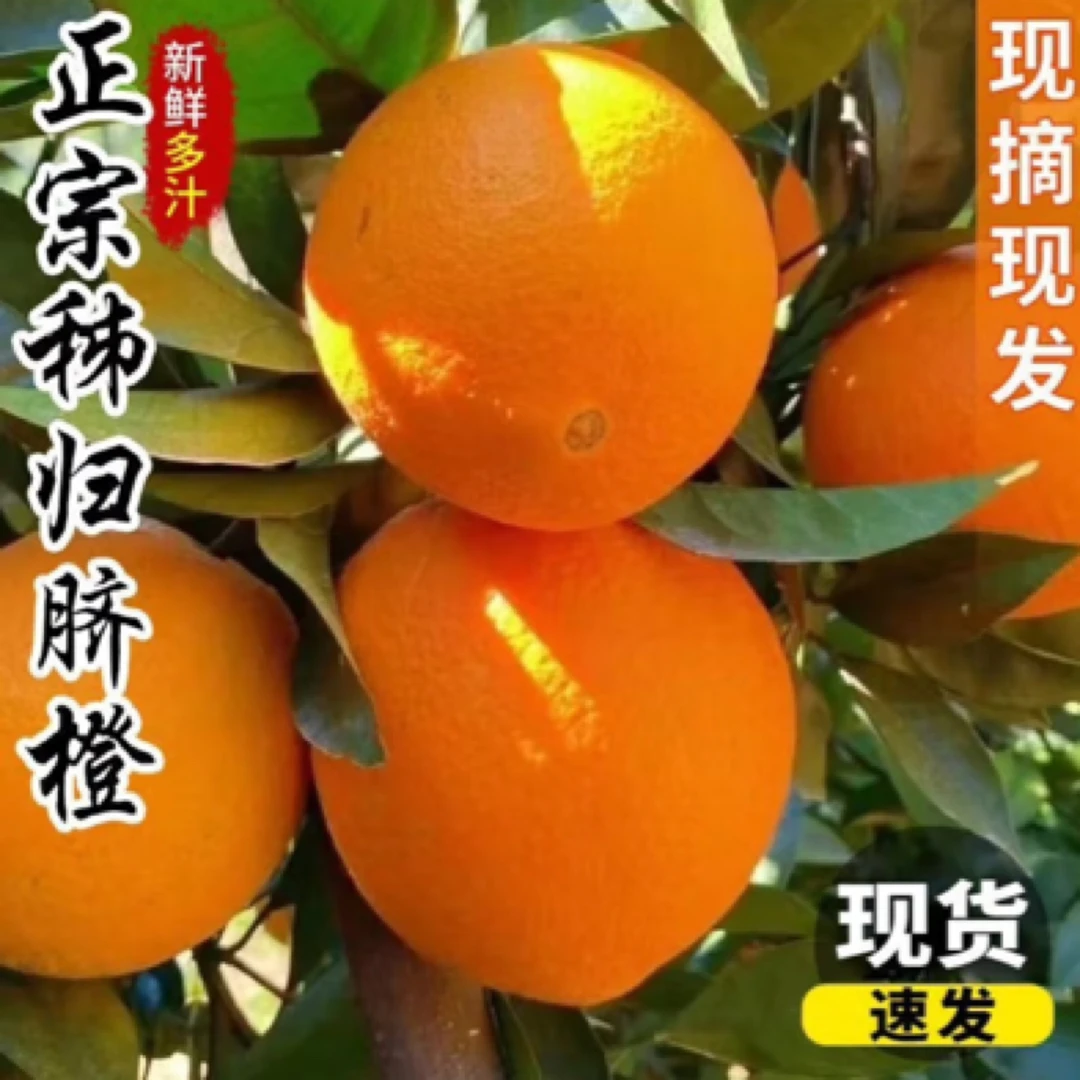 秭归伦晚脐橙皮薄多汁香甜自然成熟新鲜水果产地直发净重5/9斤