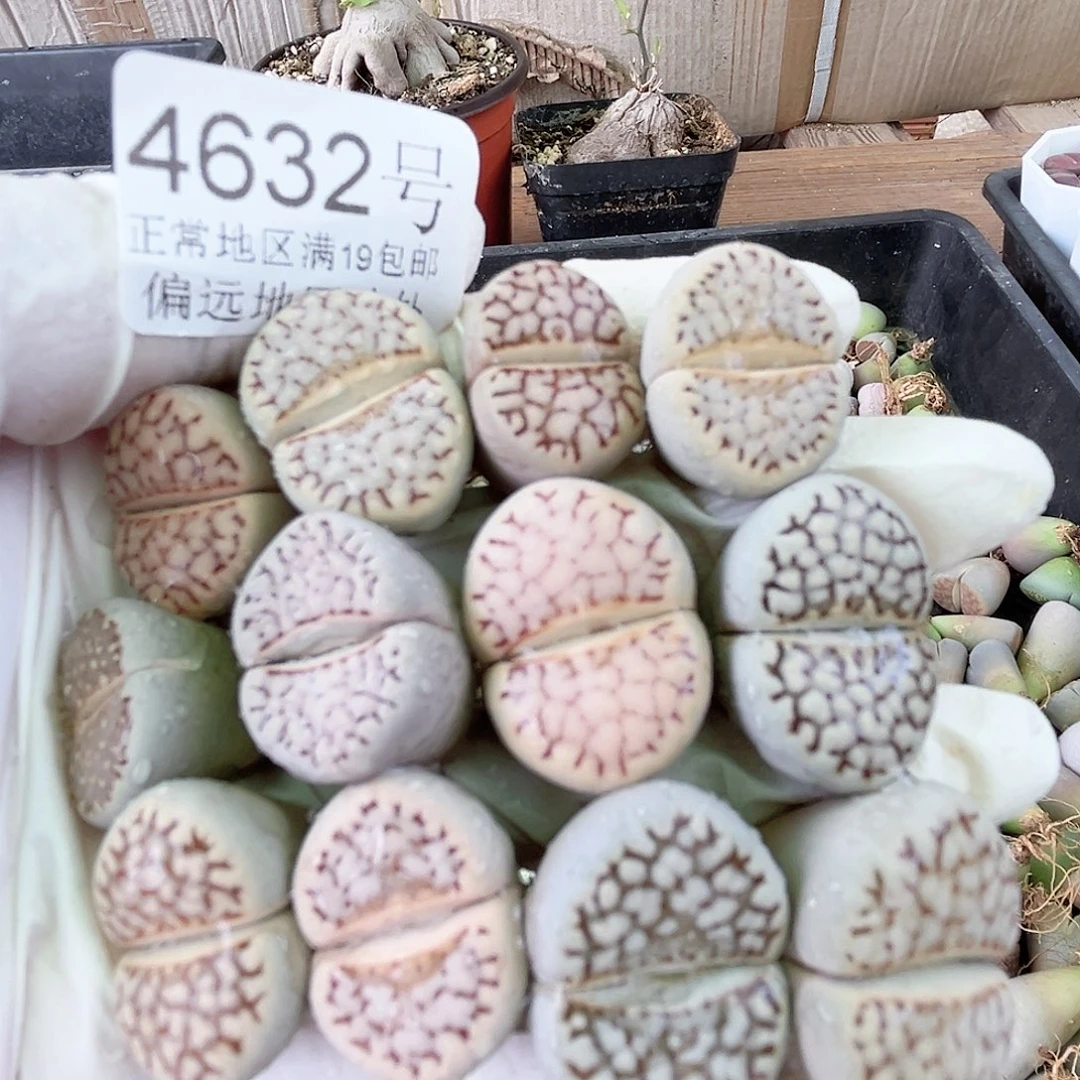 4632五年大理石12个1.8-2.2cm