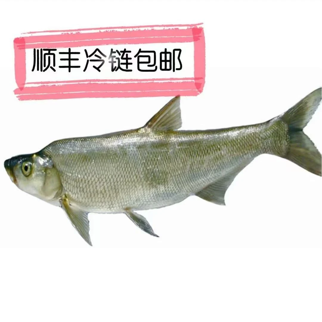 （两条装）东北冷水翘嘴岛子大白鱼（两条装）包邮