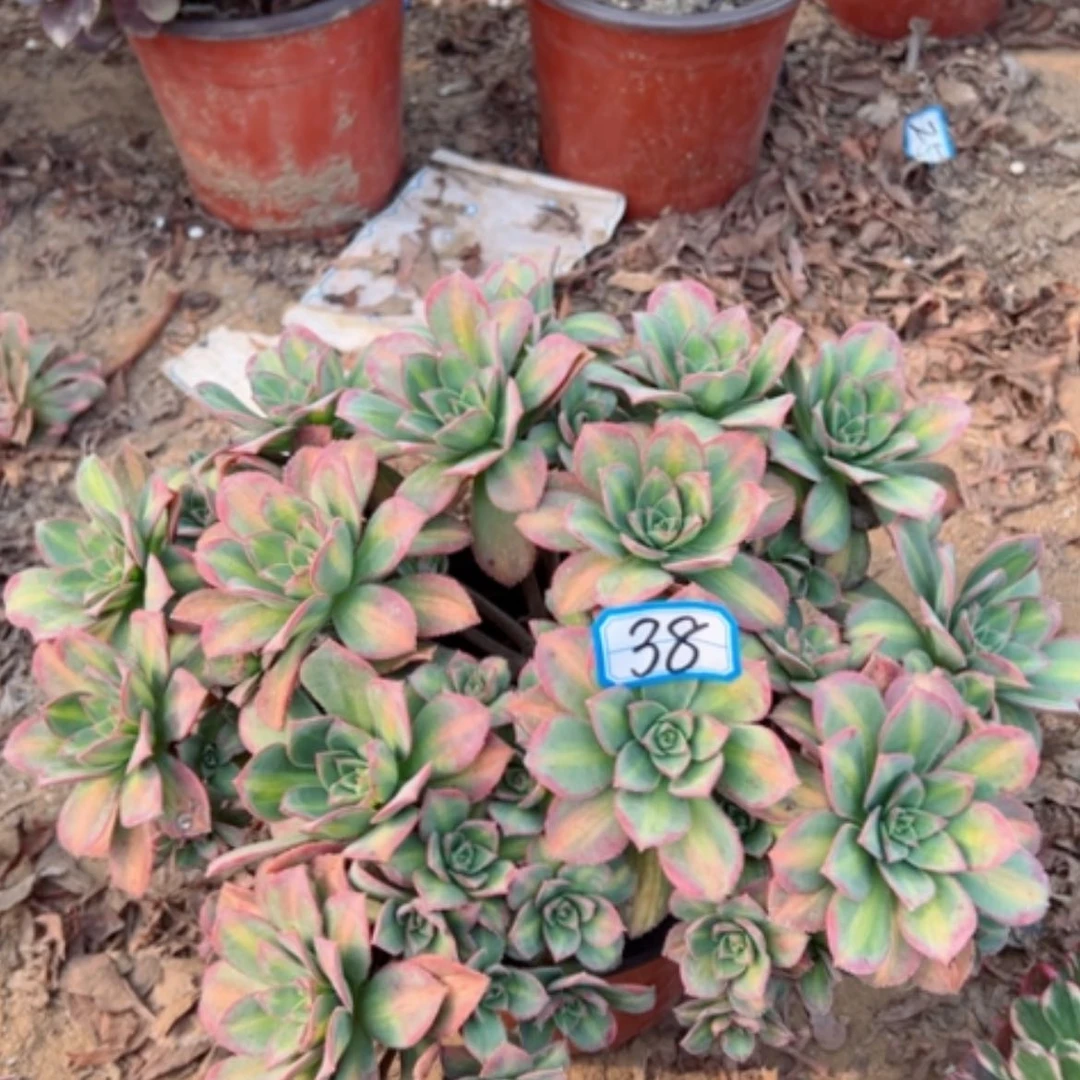 【闪购商品】星晨38