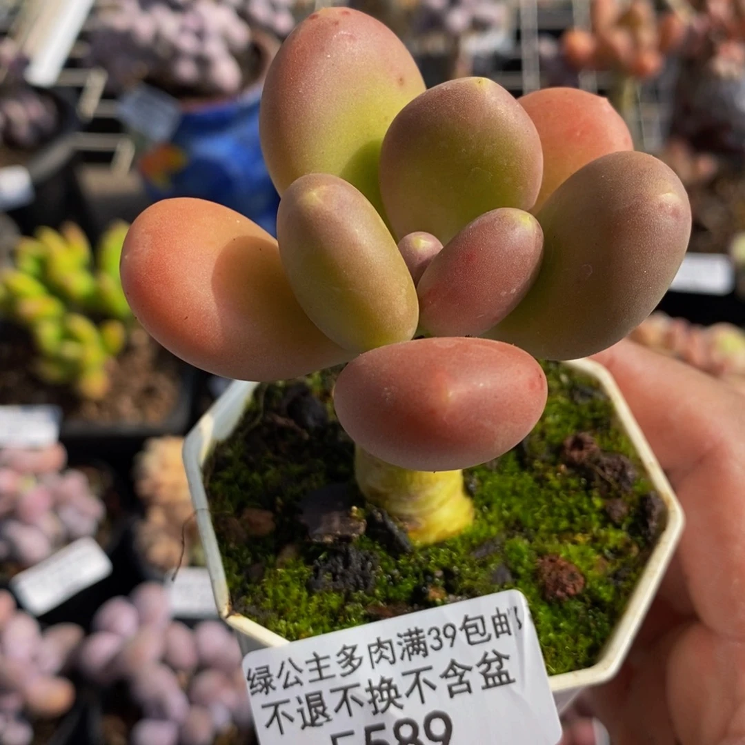 589单头芒果奶5cm多肉