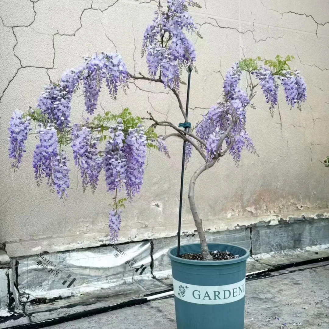 紫藤树苗庭院爬藤植物紫藤花苗楼顶阳台室内盆栽盆景老桩四季开花