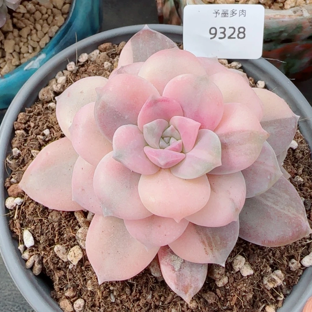 华丽风车锦，9328多肉植物