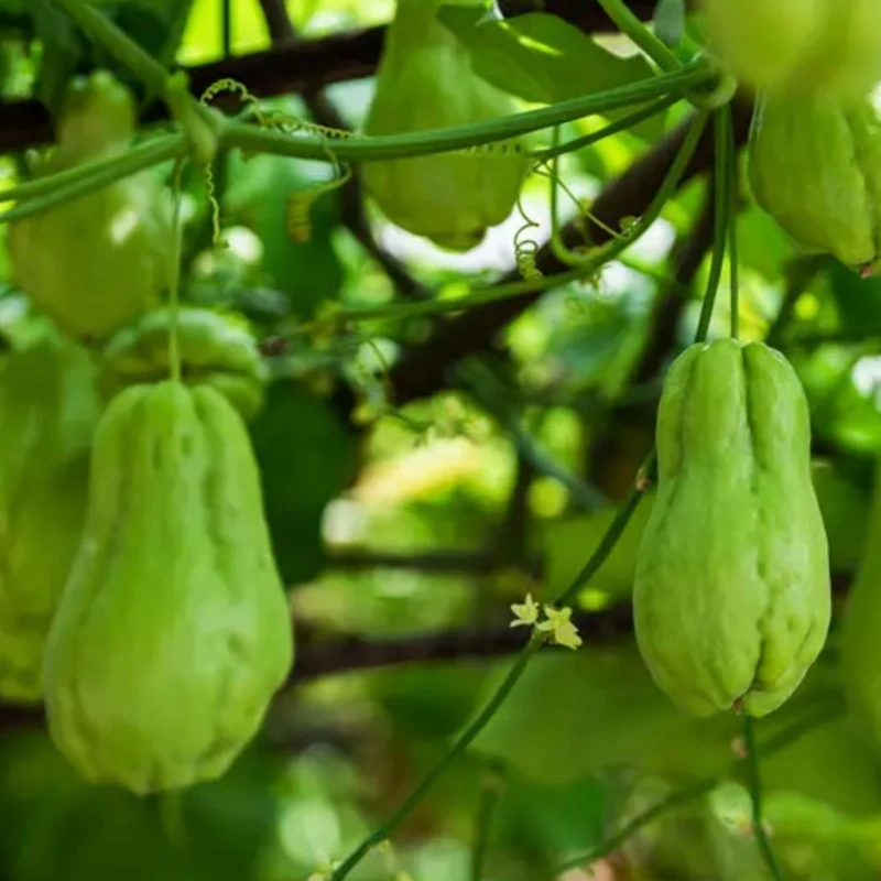 高山农家种植现摘新鲜佛手瓜清甜多汁炒菜炖汤佳选