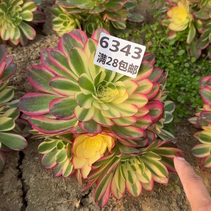 6343二号棚玉姿多肉A