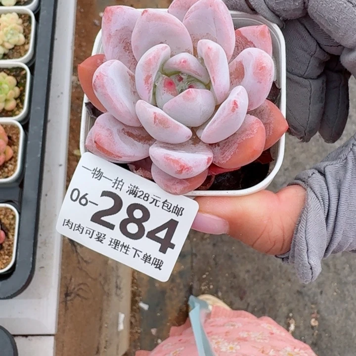 橙梦露无盆土发货多