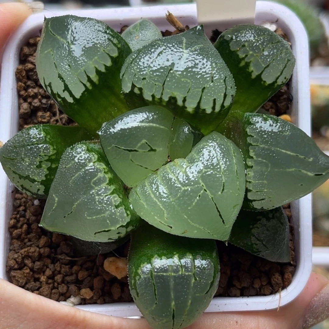 41新糯阿哈哈哈哈哈哈