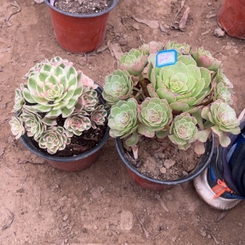 820多肉植物组合倾城万圣节