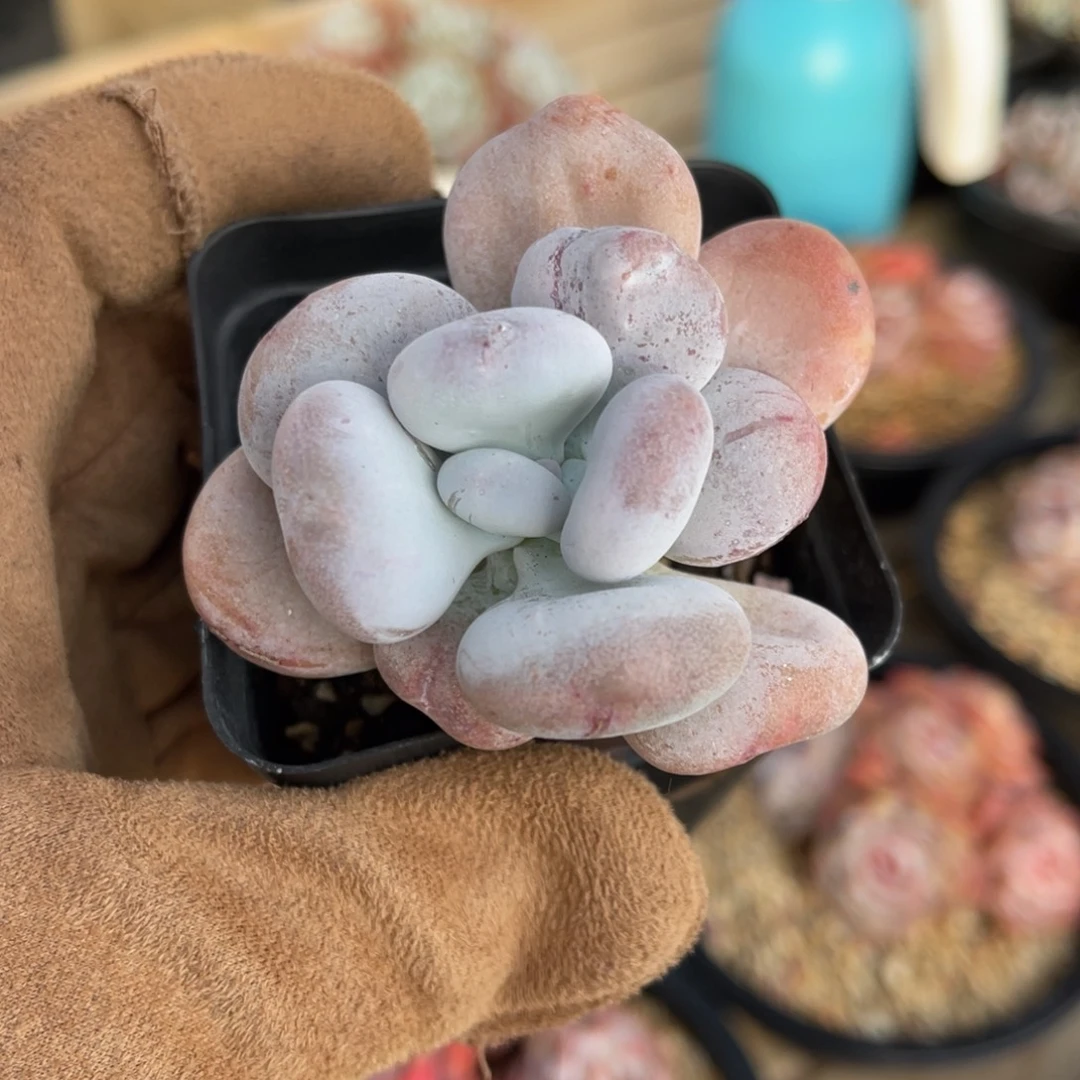 油煎丸子一物一拍