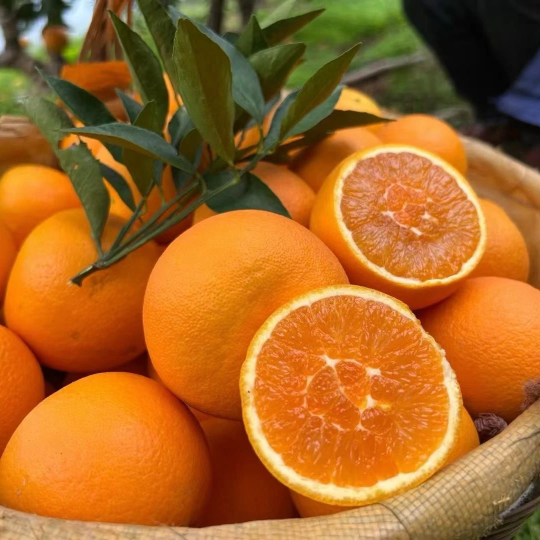 【江边橙】九月红鲜橙 果冻橙 橙香味浓郁