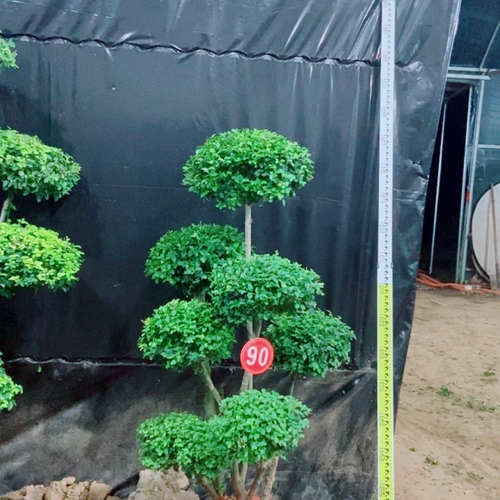不开花植物一物一一拍一物一拍
