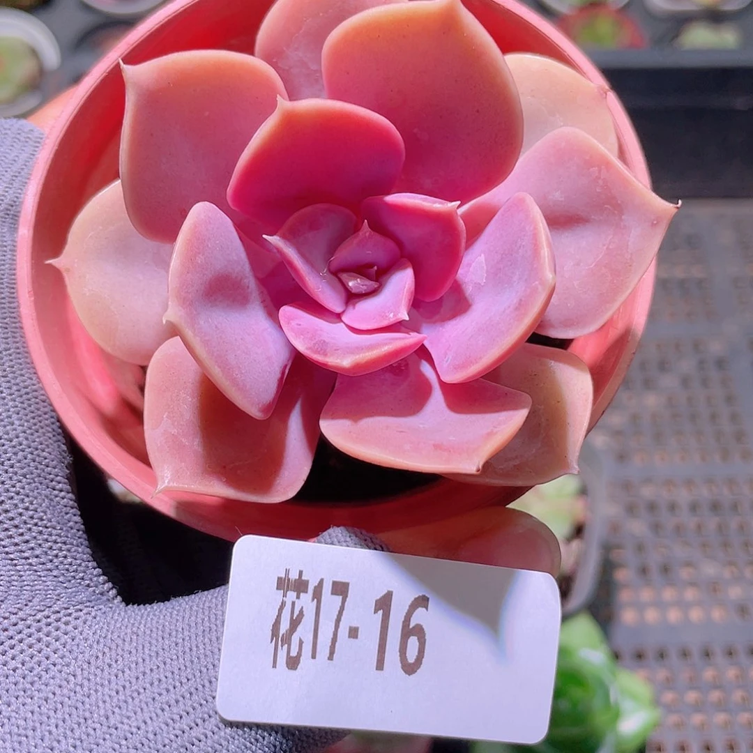 花利美17-16紫珍珠