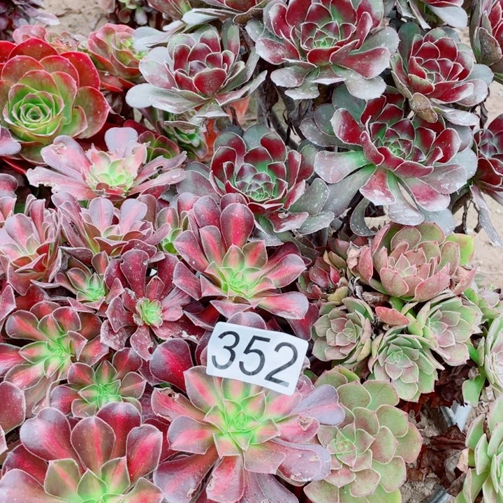 多肉植物的352号