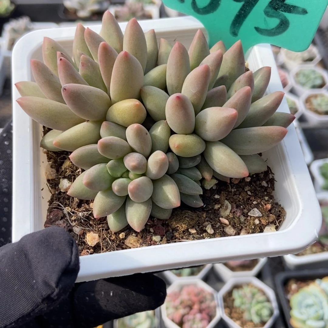 1595水晶球多肉植物