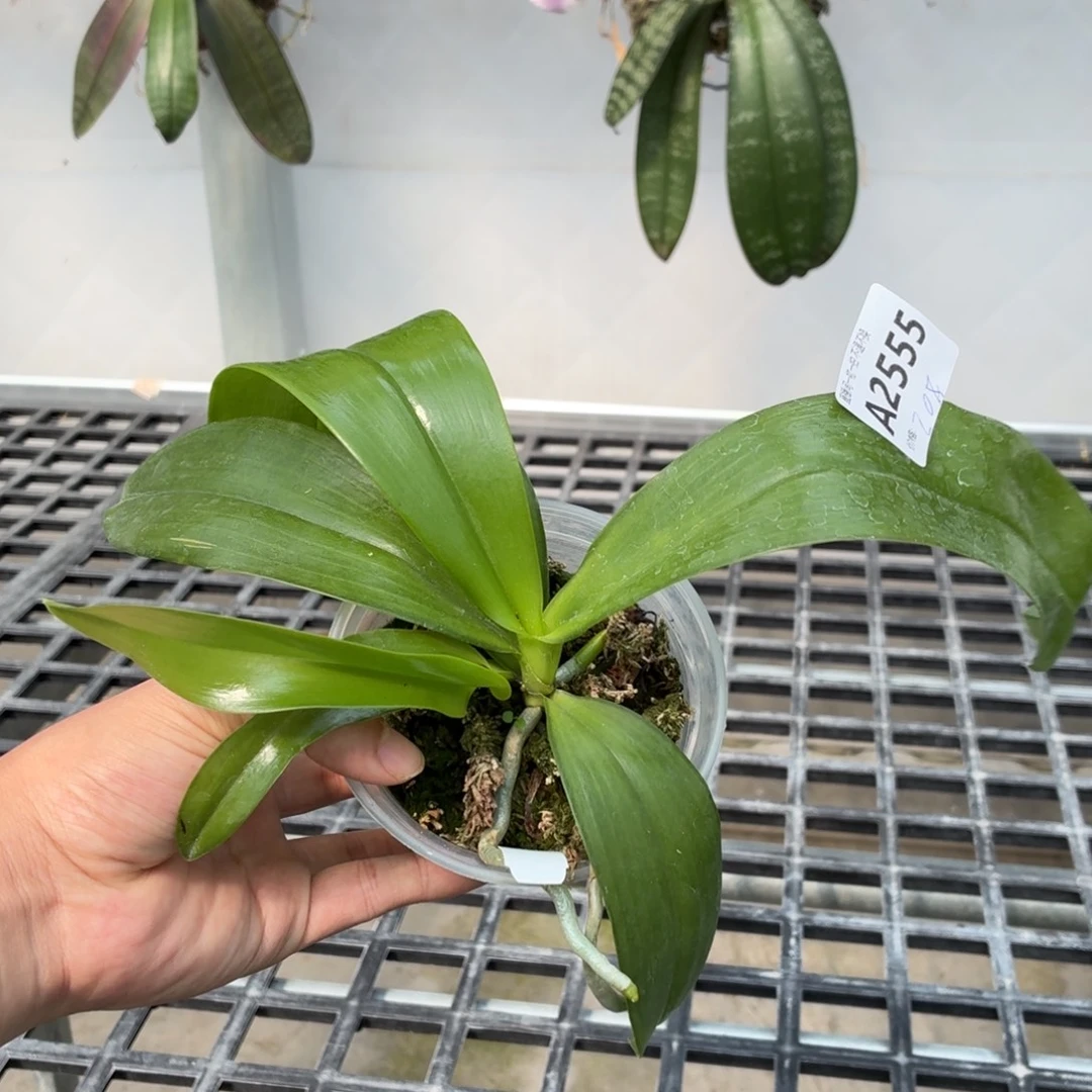 当前无花朵，栽培后可花朵A2555yss1208