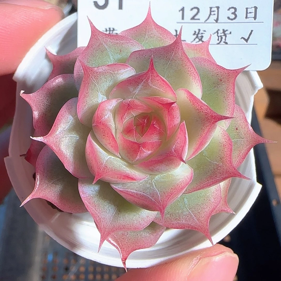 多肉1203-31女王玫瑰