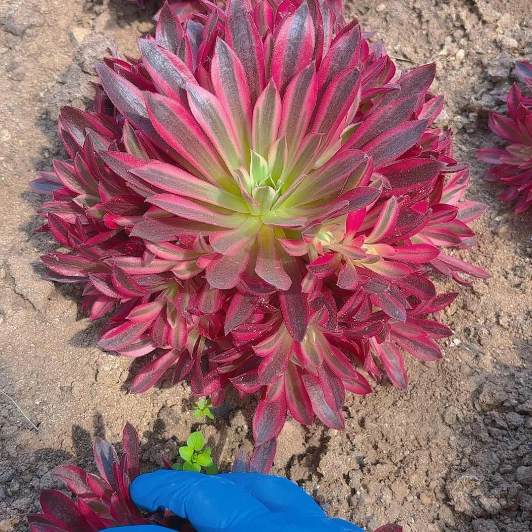 云雀手捧多肉植物