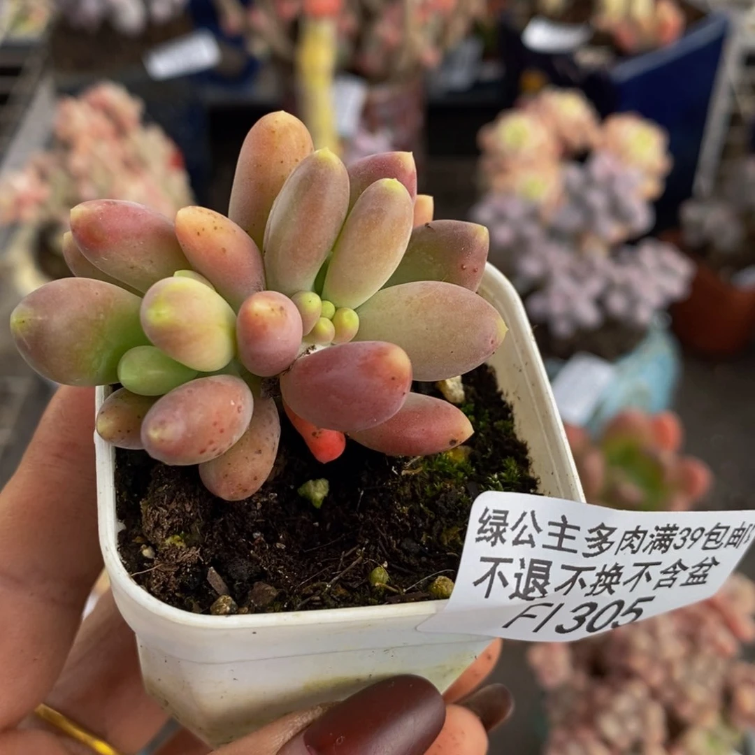 芒果奶305/4c m多肉