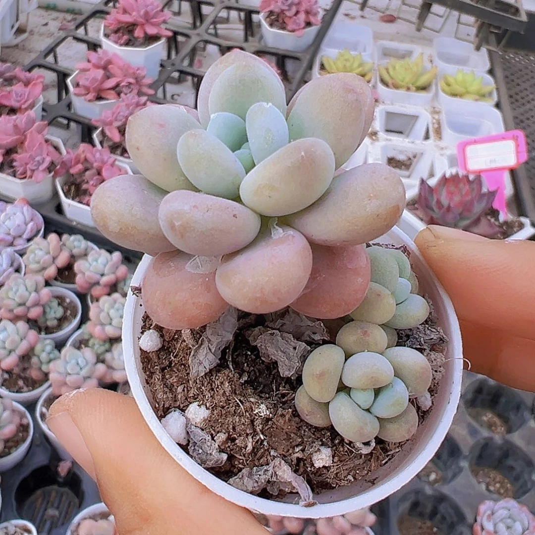 5厘米盆老桩红洛神